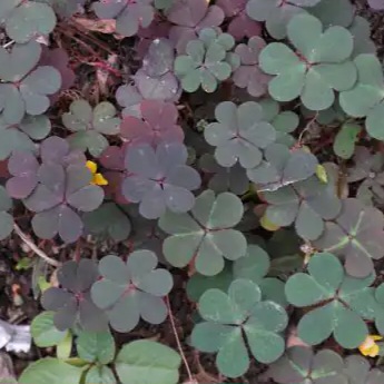 클로버? 토끼풀? 괭이밥?